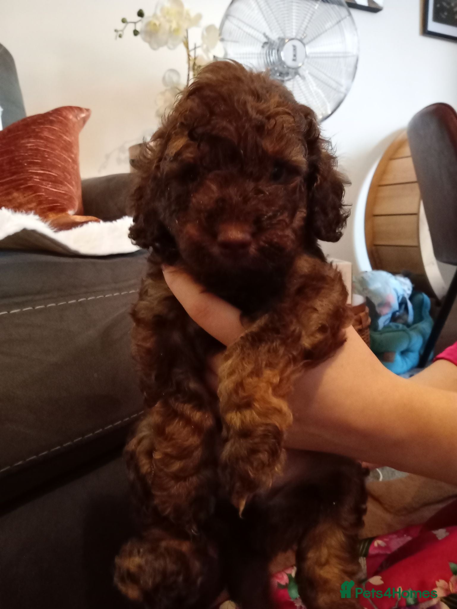 Cavapoo dogs RARE CHOCOLATE CÀVAPOOs - Advert 1
