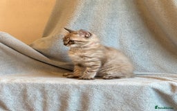 Ragdoll cats for sale: 6 Beautiful Ragdoll x Bengal kittens - Image 16