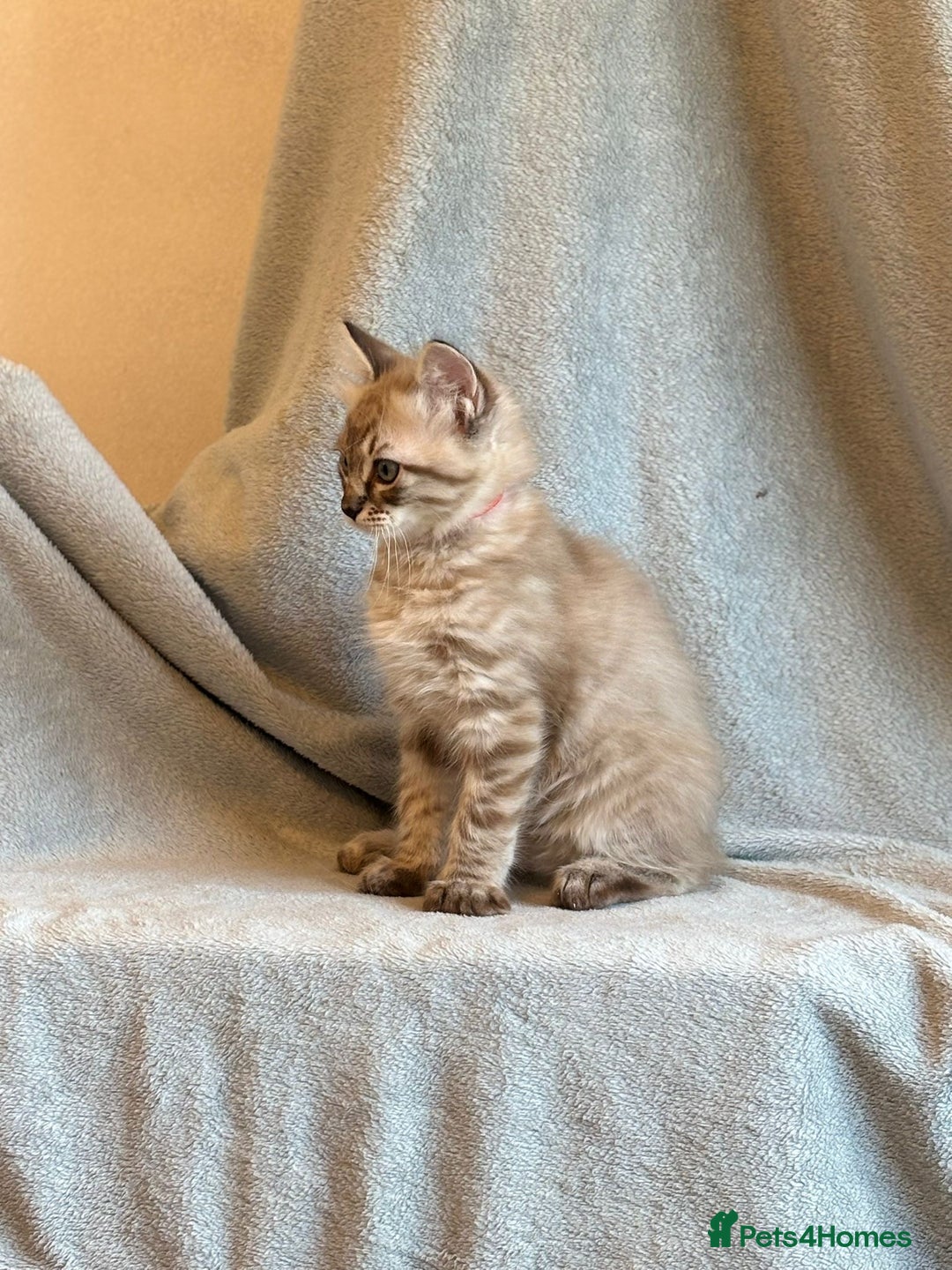 Ragdoll cats for sale: 6 Beautiful Ragdoll x Bengal kittens - Image 16