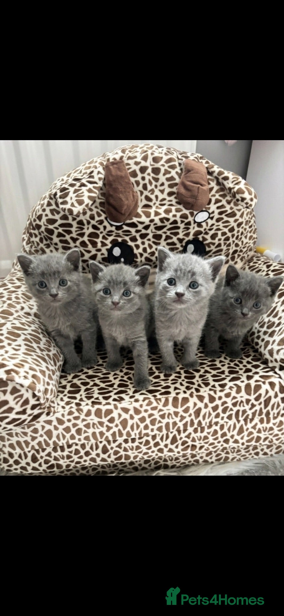 Mixed Breed cats Russian Blue/ Sphynx Kittens  - Advert 3