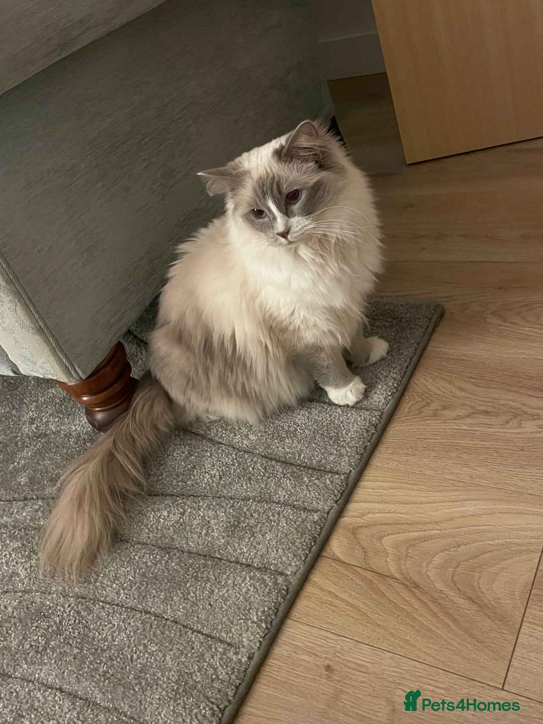 Ragdoll cats for sale: Female Ragdoll  - Image 10