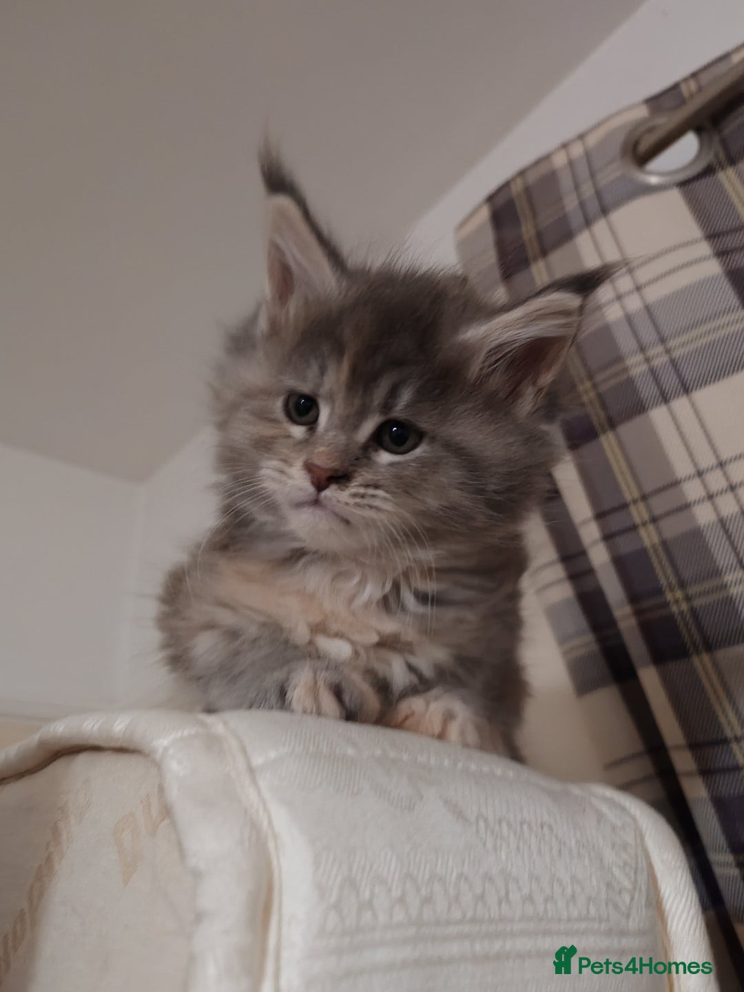 Maine Coon cats for sale: Maine coon kittens  - Advert 14