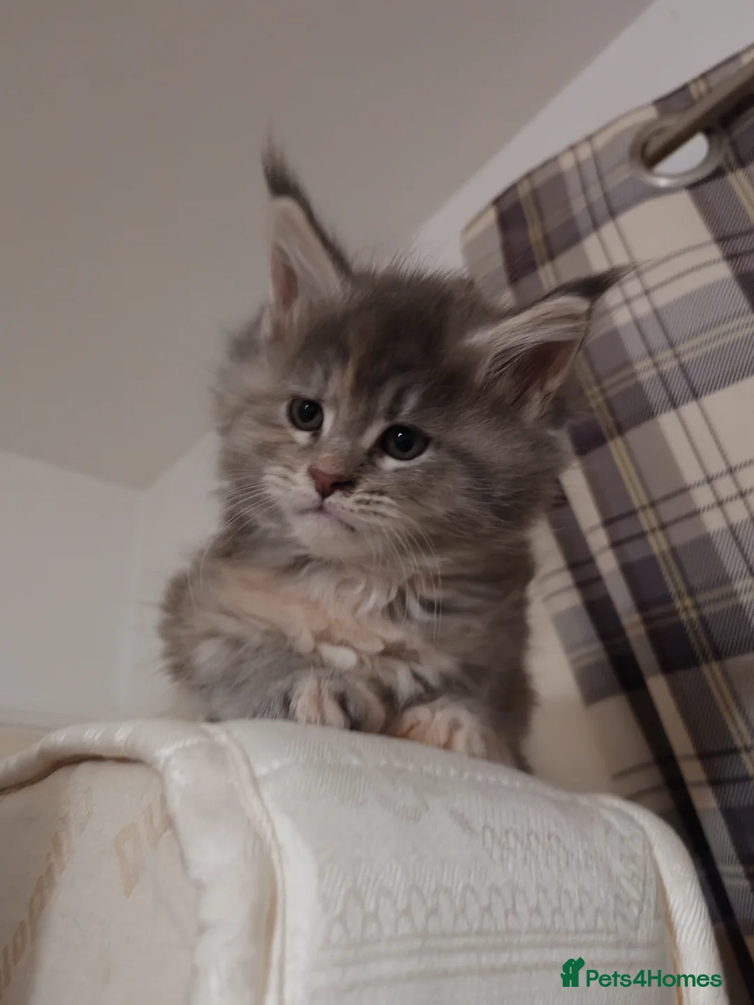 Maine Coon cats for sale: Maine coon kittens  - Advert 14
