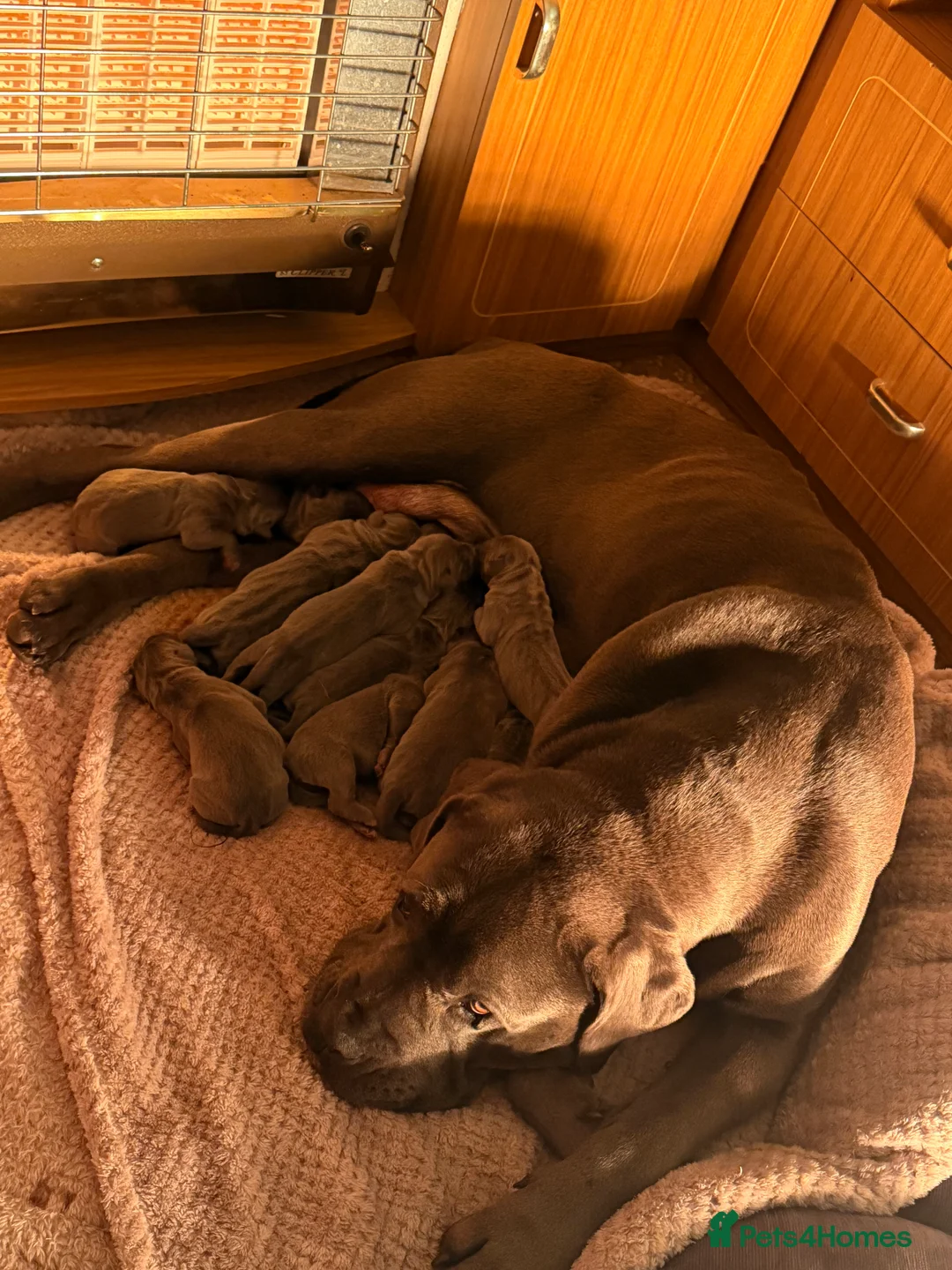 Cane Corso dogs for sale: 12 cane corso pups  - Advert 2