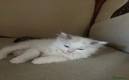Ragdoll cats for sale: 2 Ragdoll Sisters - Image 2