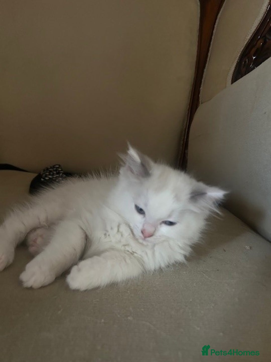Ragdoll cats for sale: 2 Ragdoll Sisters - Image 2