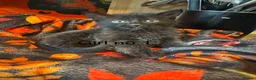 British Longhair cats for sale: Gorgeous kittens for sale  - Advert 6