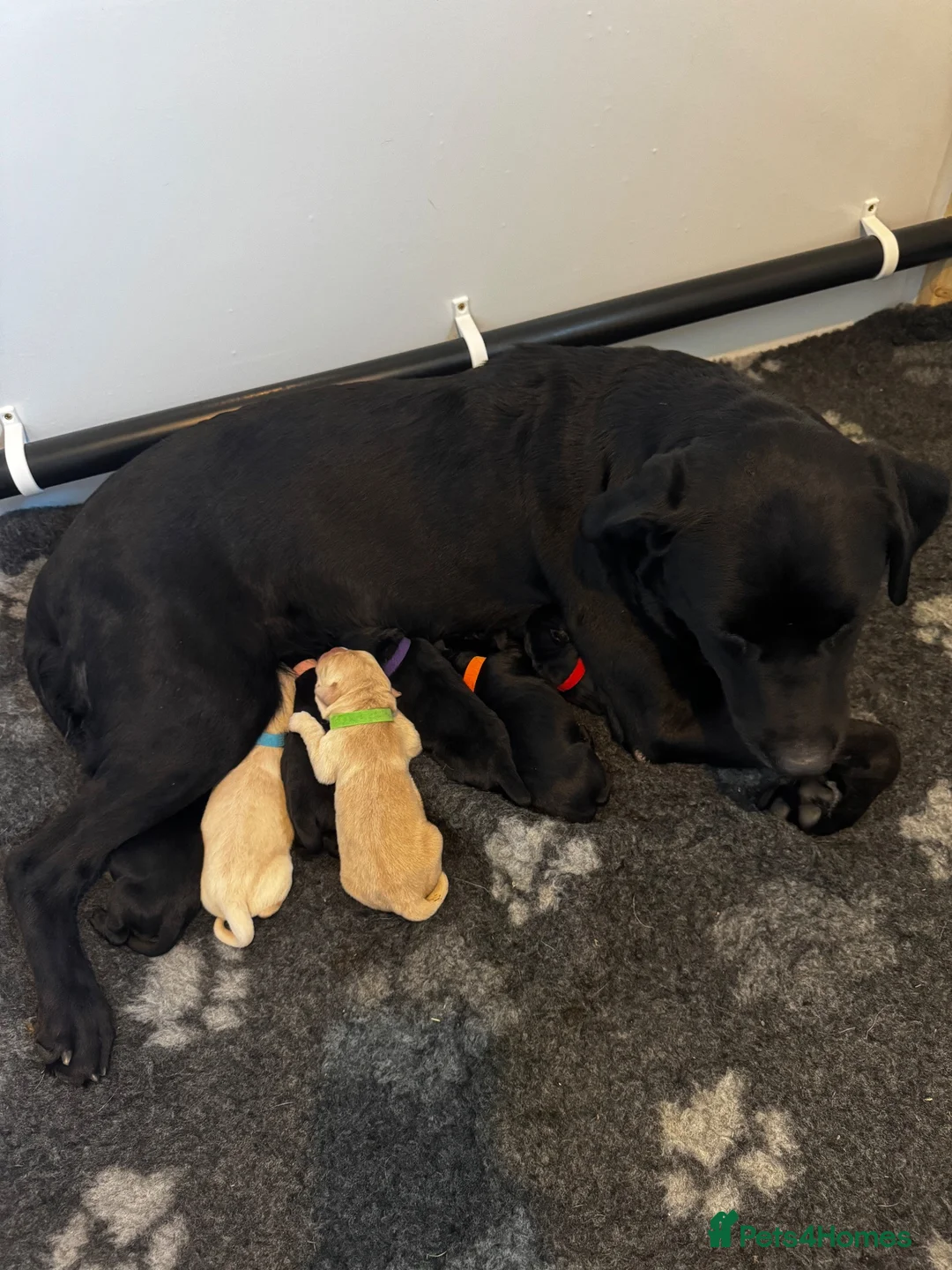 Labrador Retriever dogs for sale: Labrador puppies in Maldon - Advert 1