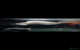 Other/Mixed Breed fish for sale: Albino arowana, redtail catfish, oscars, and more - Image 1