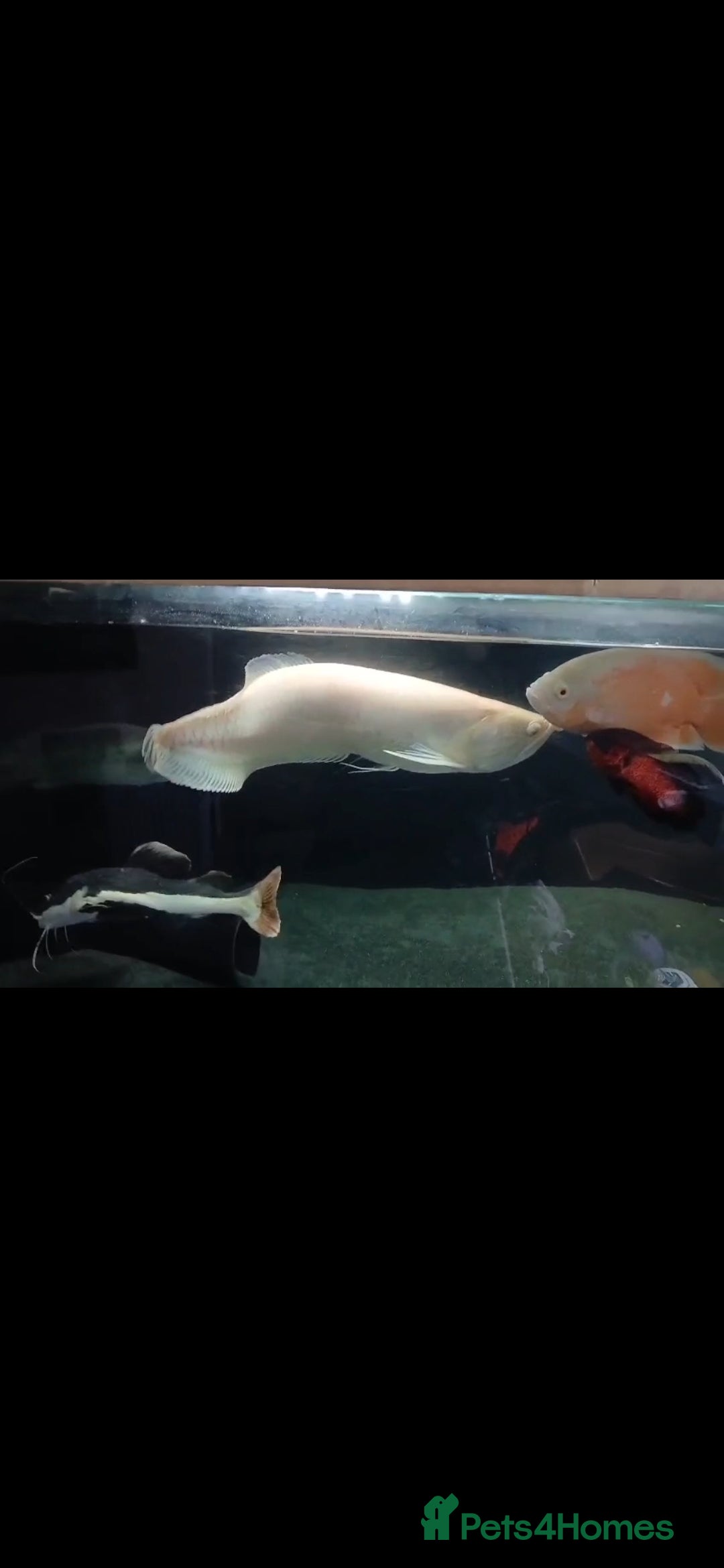 Other/Mixed Breed fish for sale: Albino arowana, redtail catfish, oscars, and more - Image 1