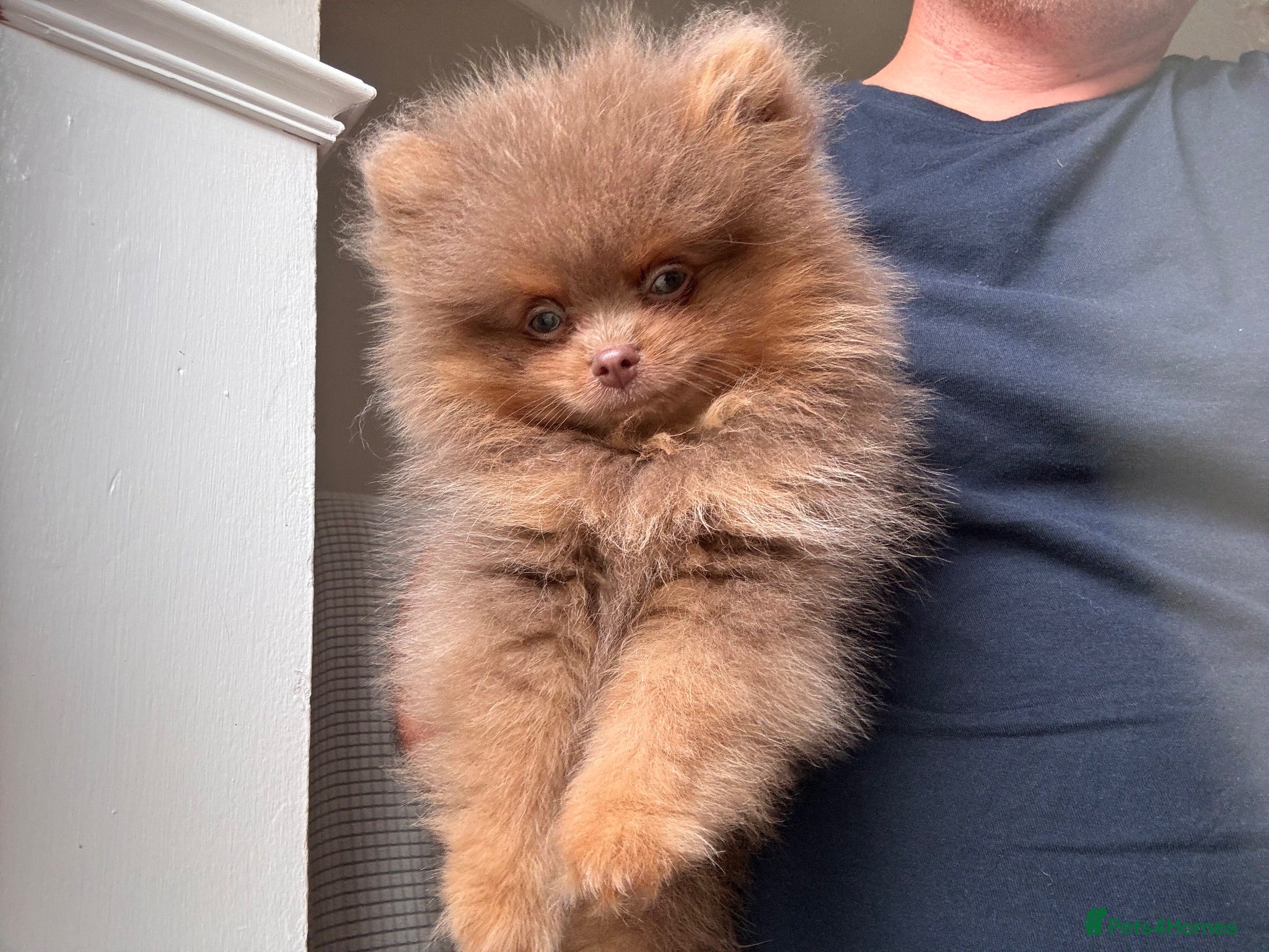 Pomeranian dogs Champion bloodlines Pomeranian  - Advert 2