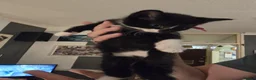Mixed Breed cats for sale: 3 beautiful kittens in London - Advert 13