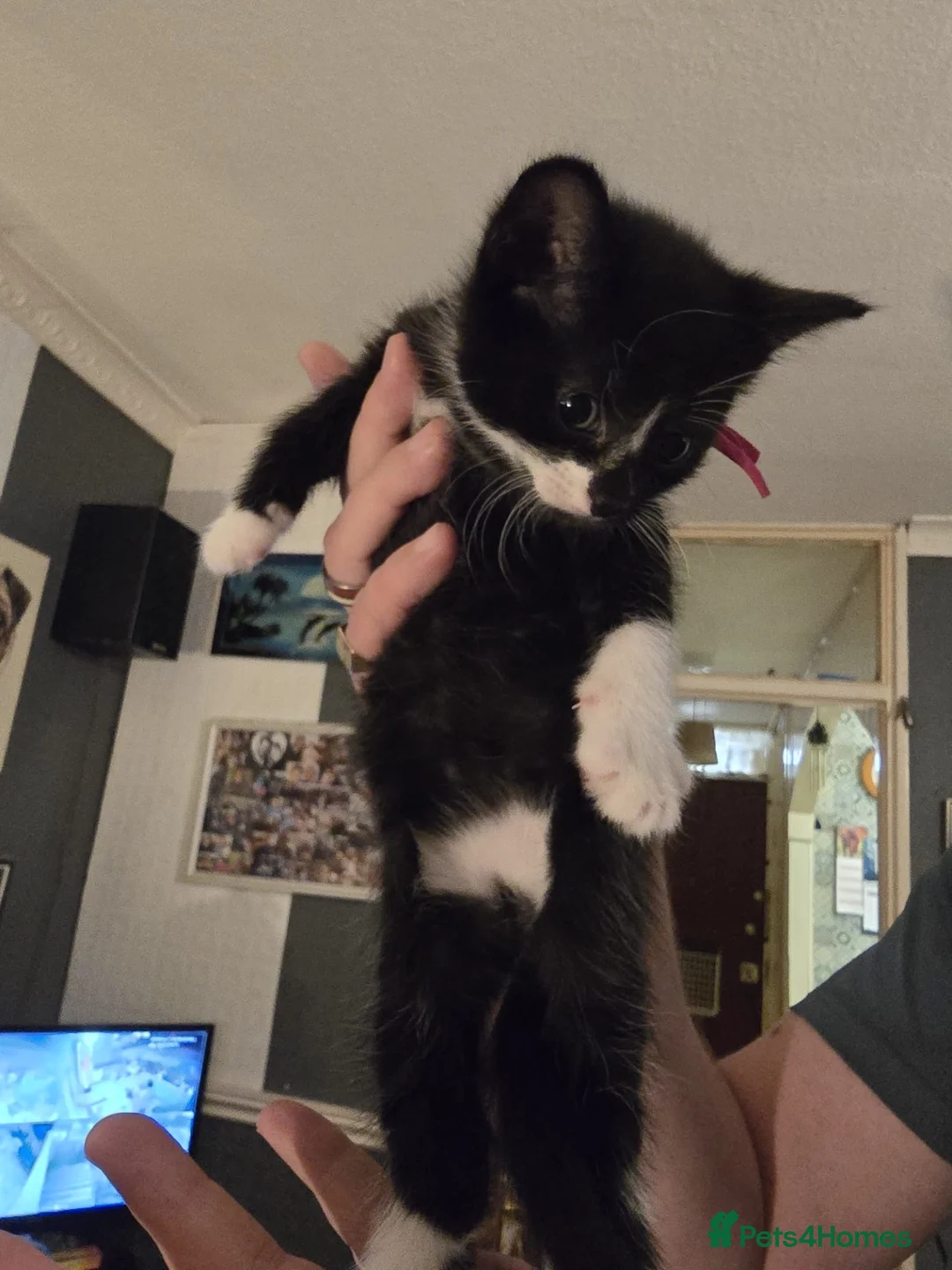 Mixed Breed cats for sale: 3 beautiful kittens in London - Advert 13