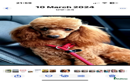 Cavapoo dogs for sale: F1B cavapoo puppies - Image 26