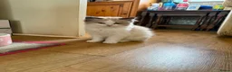 Ragdoll cats for sale: Beautiful Ragdoll kittens  - Advert 12