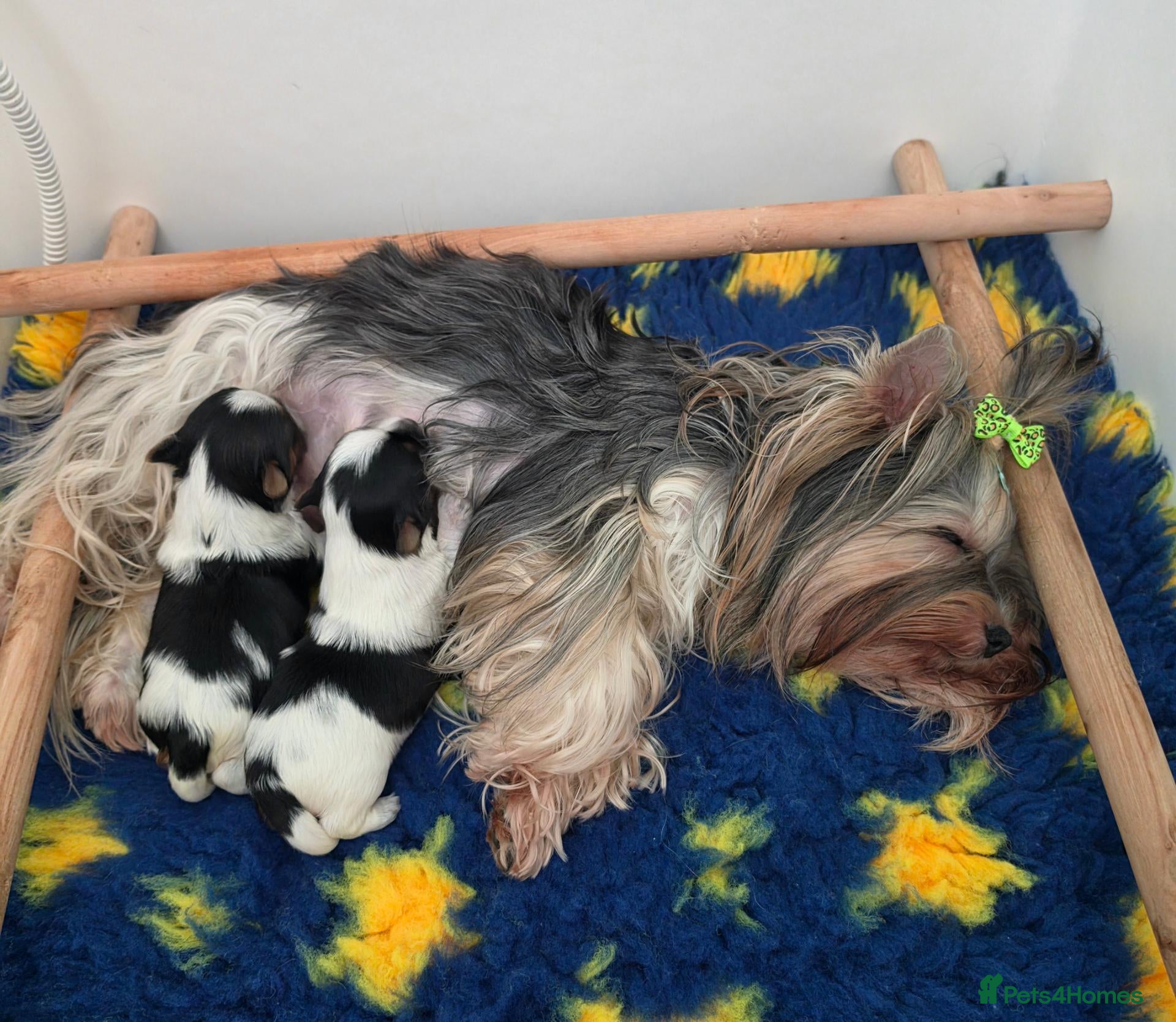 Yorkshire Terrier dogs for sale: 1 Girl Star 1 Boy Oakley  - Advert 1