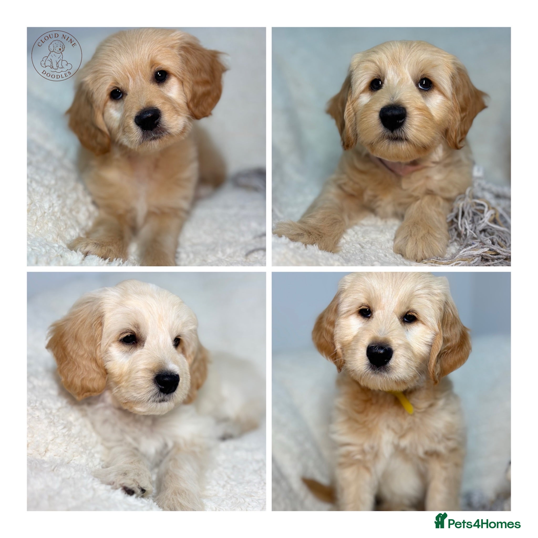 Australian Labradoodle dogs Multigen Australian Labradoodle x Goldendoodle - Advert 1