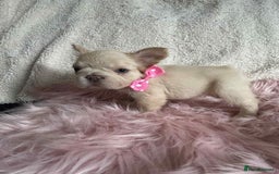 French Bulldog dogs for sale: Platinum fluffy French bulldogs - Image 3