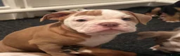 Old Tyme Bulldog dogs for sale: Olde tyme bulldog puppies  - Advert 1