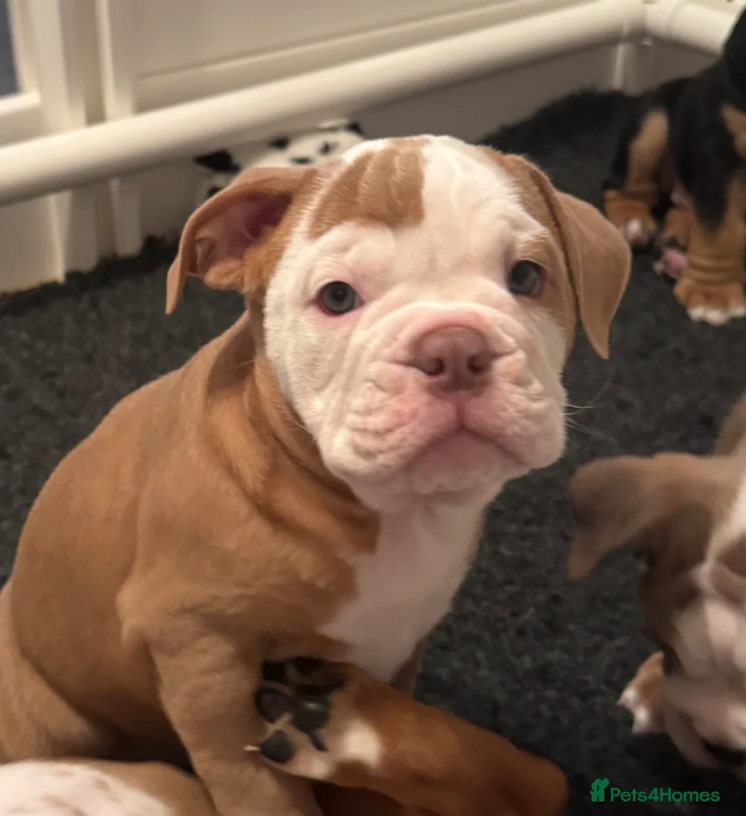Old Tyme Bulldog dogs for sale: Olde tyme bulldog puppies  - Advert 1