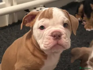 Old Tyme Bulldog dogs Olde tyme bulldog puppies - Advert 1