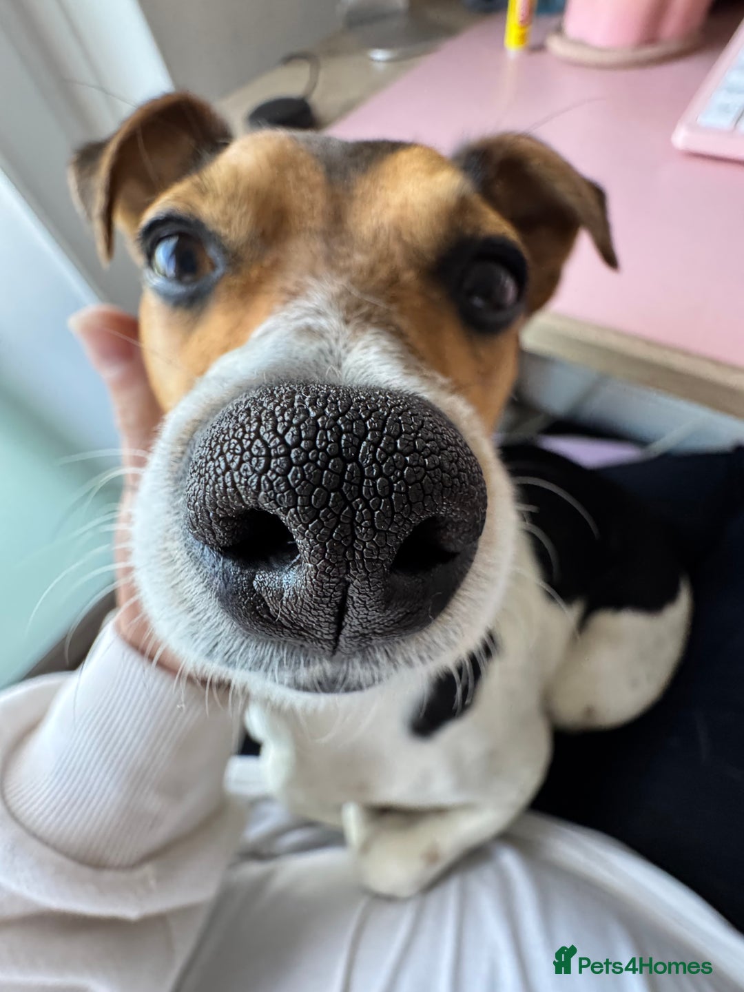 Jack Russell dogs for sale: 2yr old JRT **PLEASE read description** - Image 15