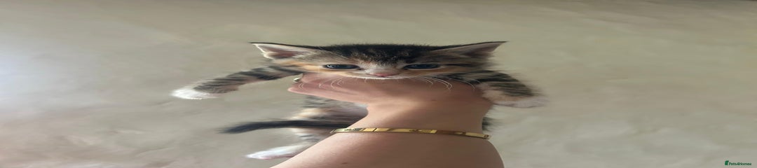 Mixed Breed Kitten 6