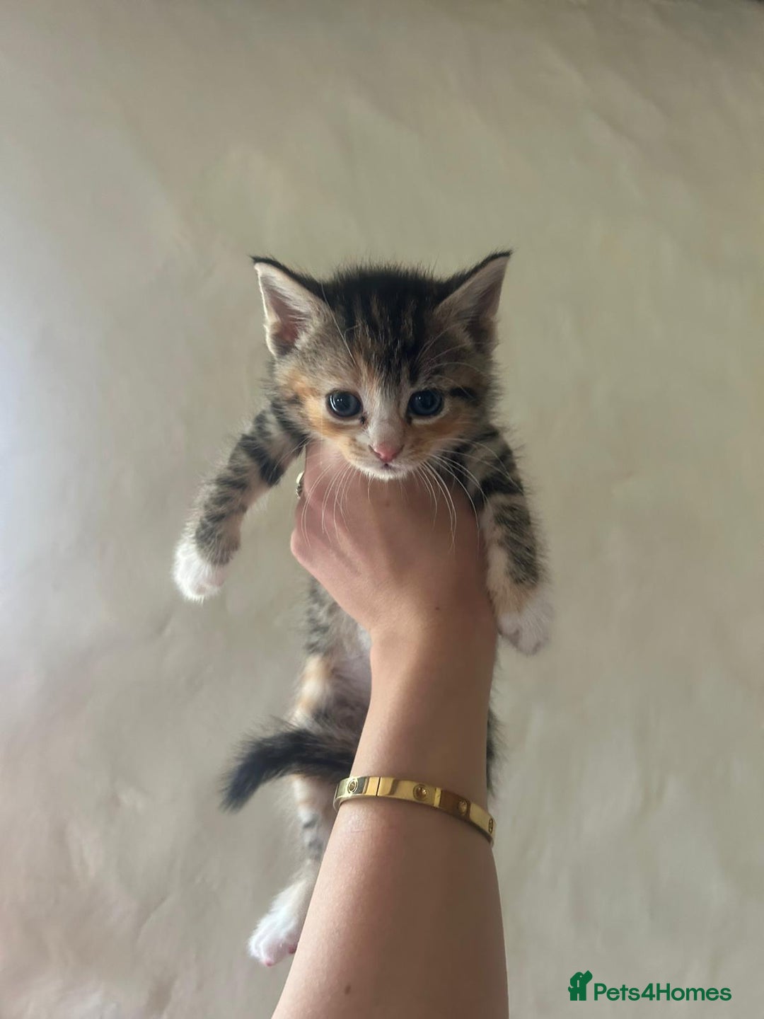 Mixed Breed cats for sale: Beautiful kittens - Image 4