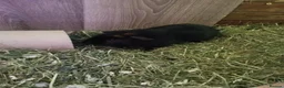 Guinea Pig rodents for sale: Male guineas in Hull - Advert 5