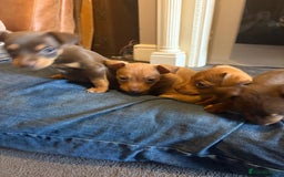 Jack Russell dogs for sale: Beautiful miniature jack russell puppies  - Image 15