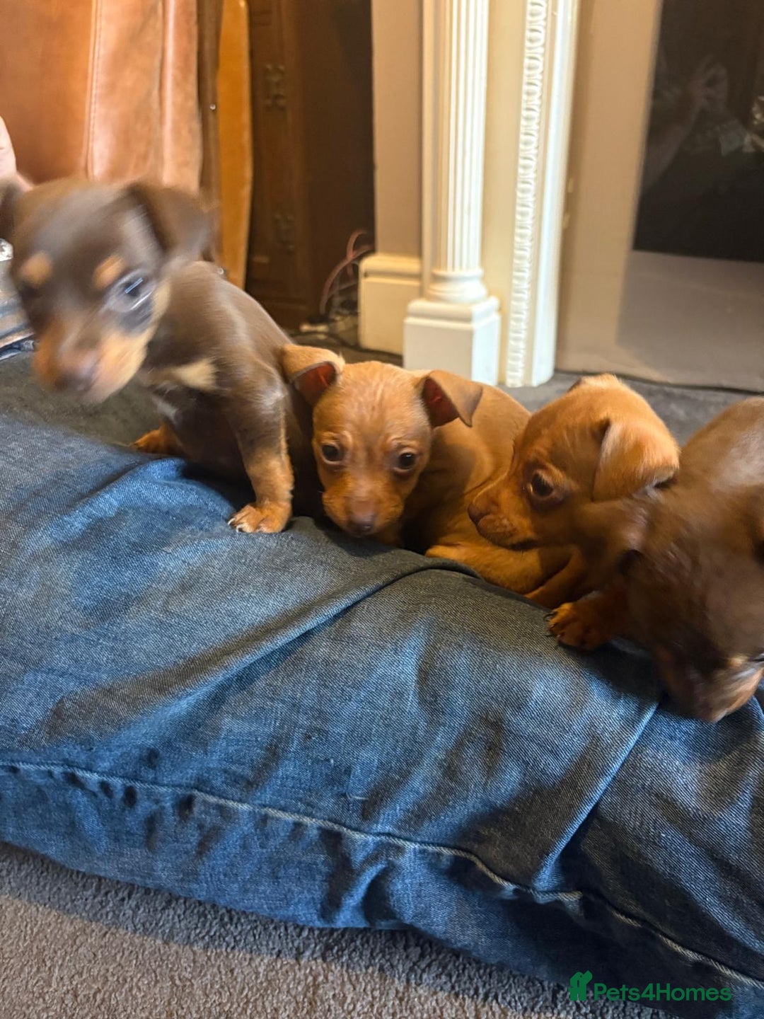 Jack Russell dogs for sale: Beautiful miniature jack russell puppies  - Image 15