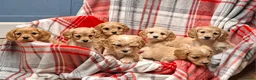 Cavapoochon dogs for sale: Cavapoochon Puppies for Sale - Advert 1