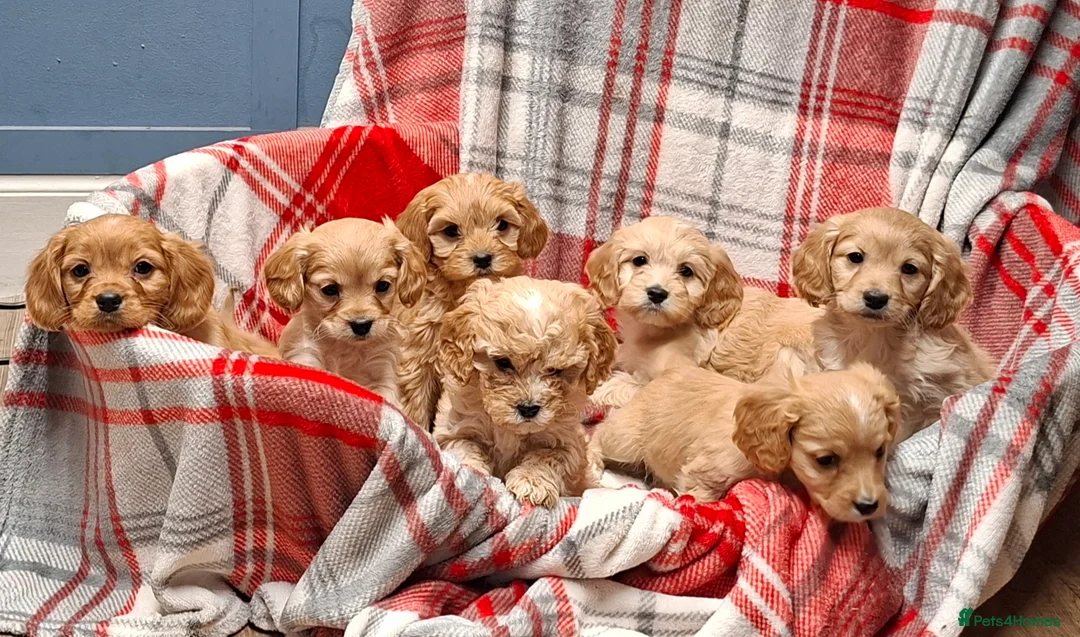 Cavapoochon dogs for sale: Cavapoochon Puppies for Sale - Advert 1