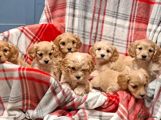 Cavapoochon dogs Cavapoochon Puppies for Sale - Advert 6