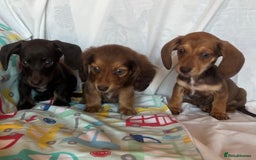 Miniature Dachshund dogs for sale: Miniature dachshund **updated  - Image 3