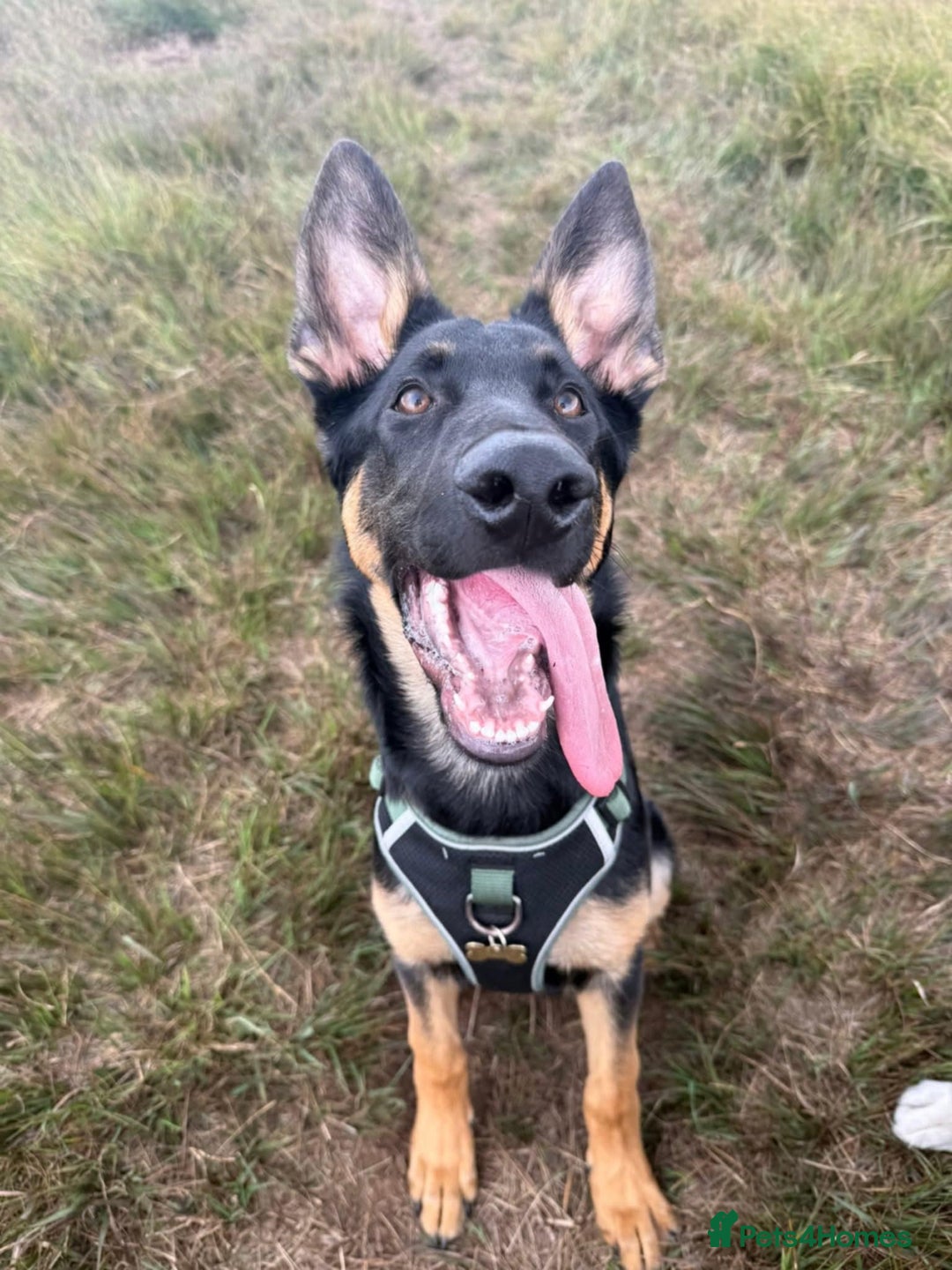 German Shepherd dogs for sale: German Shepard puppy  - Advert 2