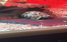 Tortoise reptiles for sale: Horsefield tortoise approx 2 years old - Image 1