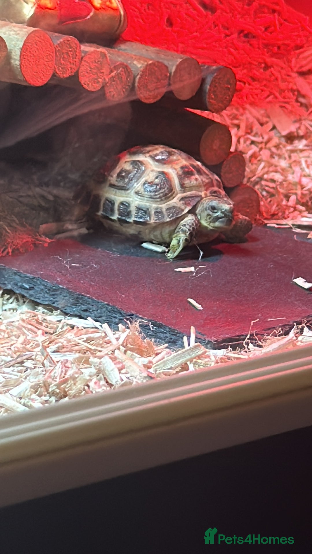Tortoise reptiles for sale: Horsefield tortoise approx 2 years old - Image 1