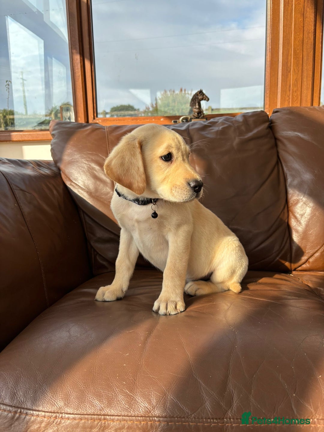 Labrador Retriever dogs for sale: 6 Beautiful Yellow Labradors  - Image 12