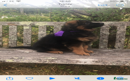 German Shepherd dogs for sale: Beautiful chunky long haired black, tan & red pups - Image 7