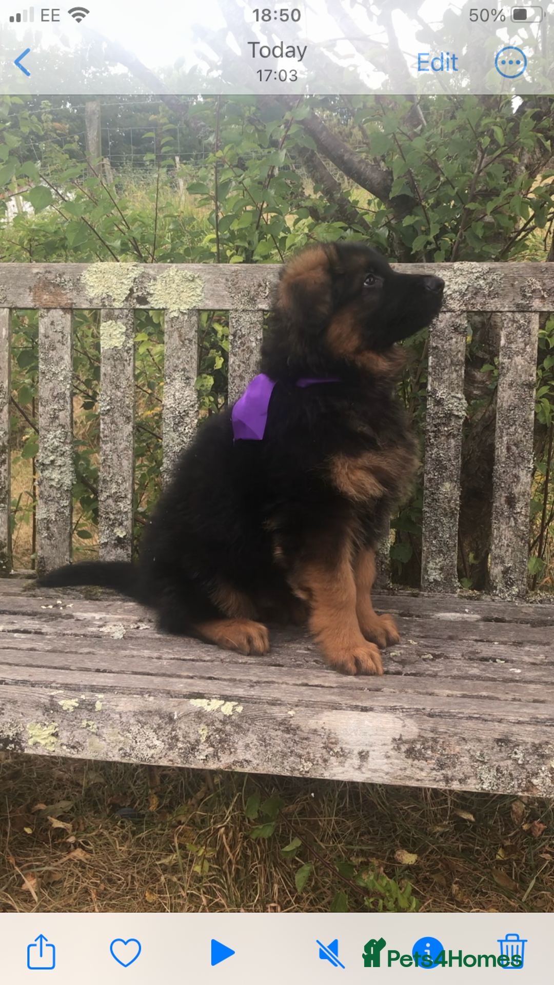 German Shepherd dogs for sale: Beautiful chunky long haired black, tan & red pups - Image 7