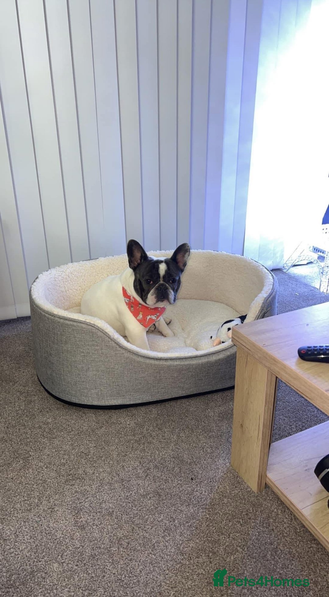 French Bulldog dogs for sale: French bulldog  - Advert 5