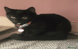Mixed Breed cats for sale: Lilly needs new home asap - Image 5