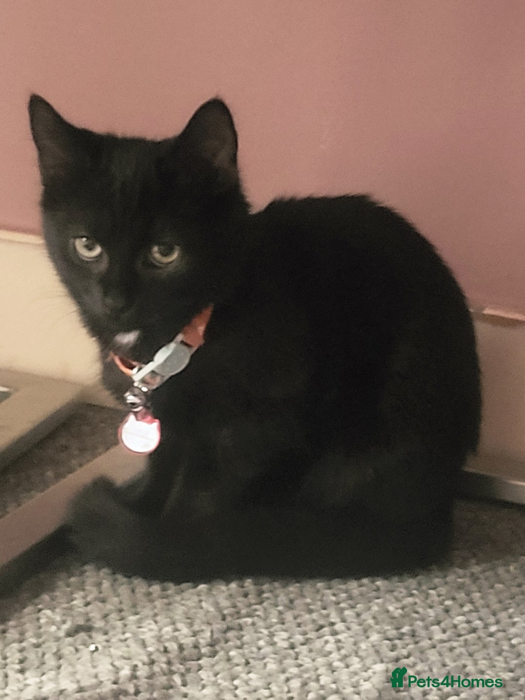 Mixed Breed cats for sale: Lilly needs new home asap - Image 5