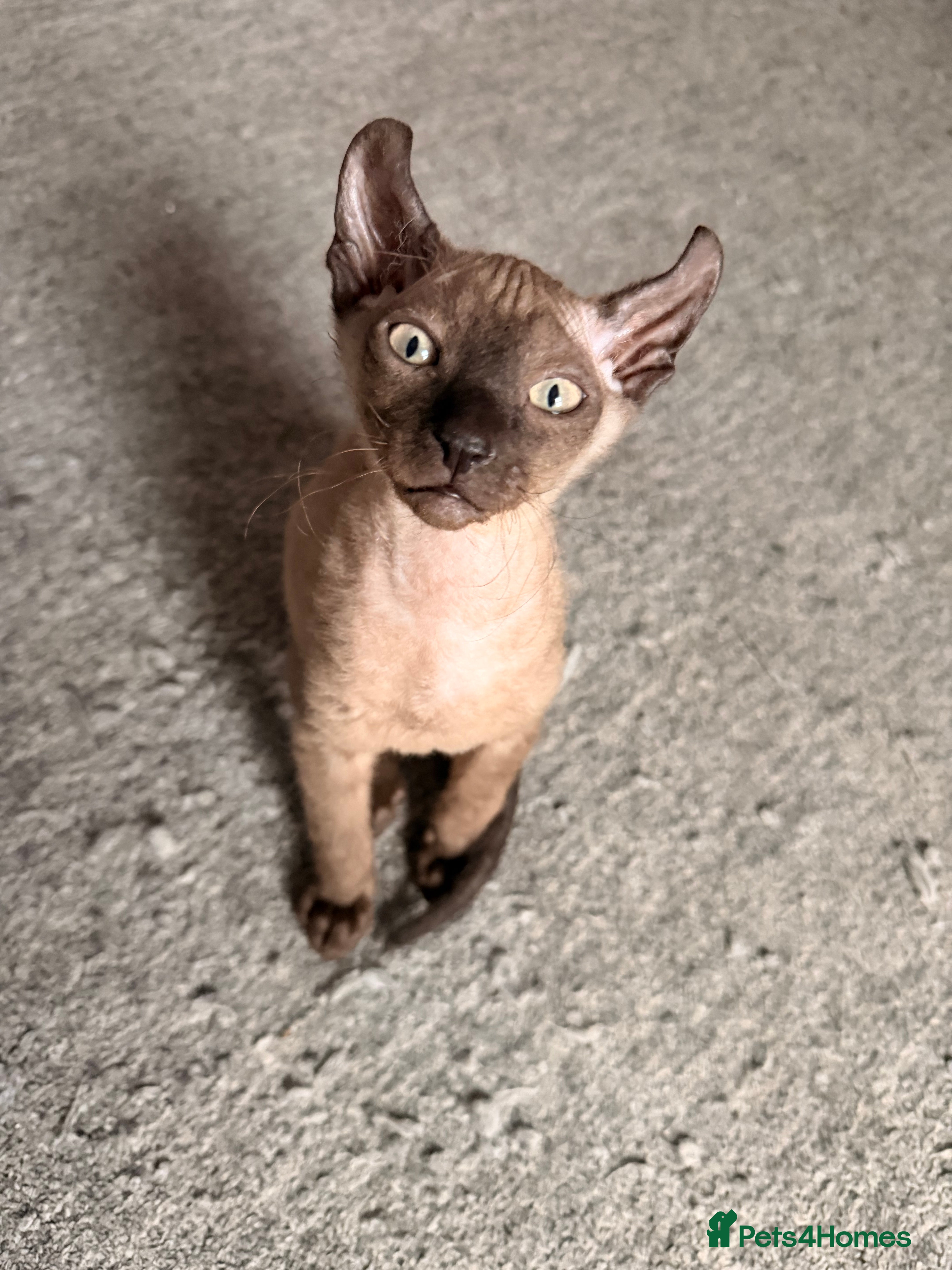 Sphynx cats 2 beautiful Sphynx boys left 🐾🤎🖤 - Advert 1