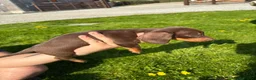Dachshund dogs for sale: Dachshund puppies - Advert 11