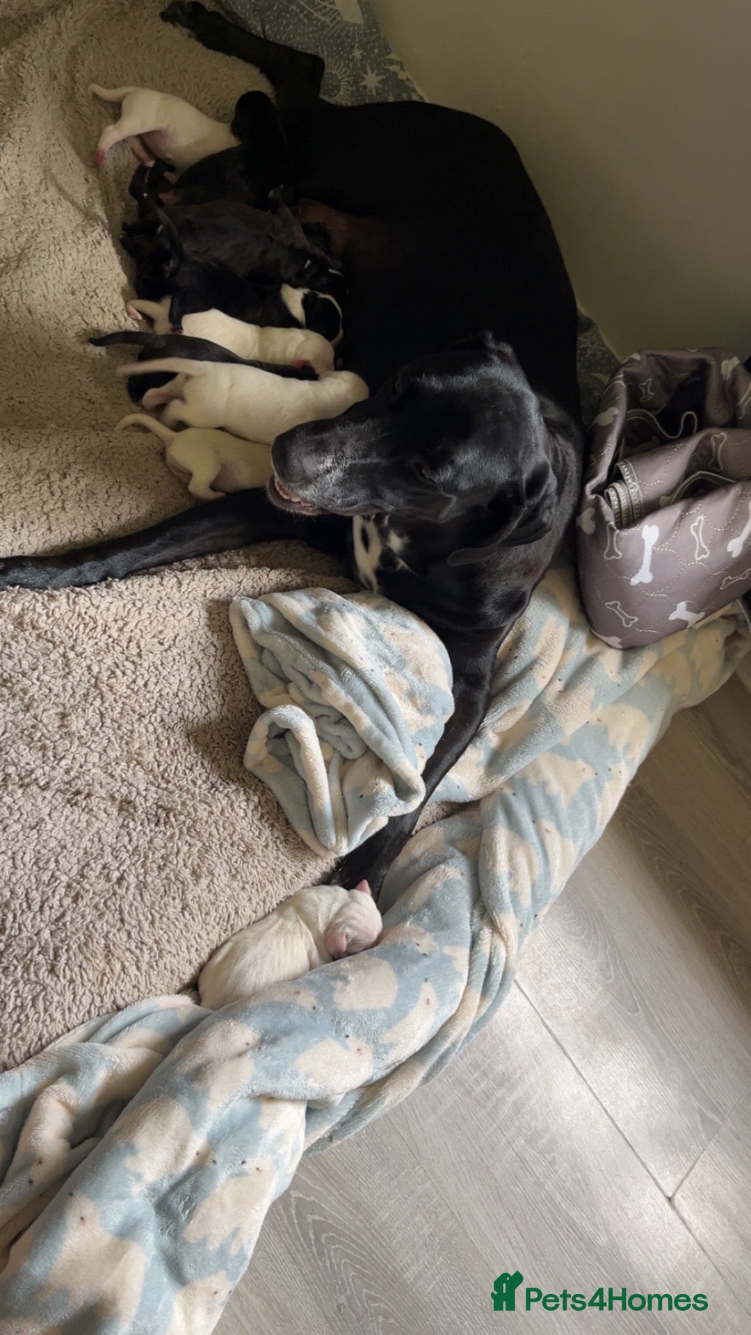 Mixed Breed dogs Dalmation/lab X staff pups  - Advert 18