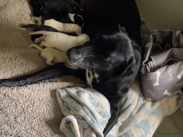 Mixed Breed dogs for sale: Dalmation/lab X staff pups - Advert 21