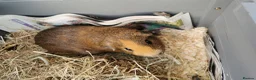 Guinea Pig rodents for sale: Guinea pig 4 years old in Colchester - Advert 2