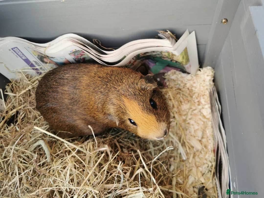 Guinea Pig rodents for sale: Guinea pig 4 years old in Colchester - Advert 2